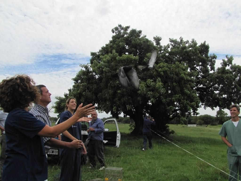 Aves liberadas en Campo de Mayo