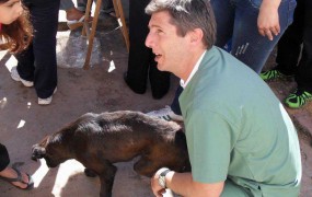 el cronograma el Zoonosis contempla la castración de perros y gatos