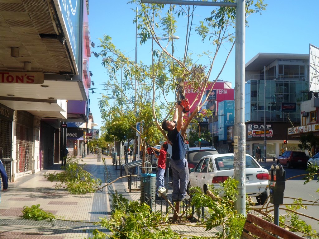 Poda de formación y mantenimiento de  árboles  en la Av. Perón