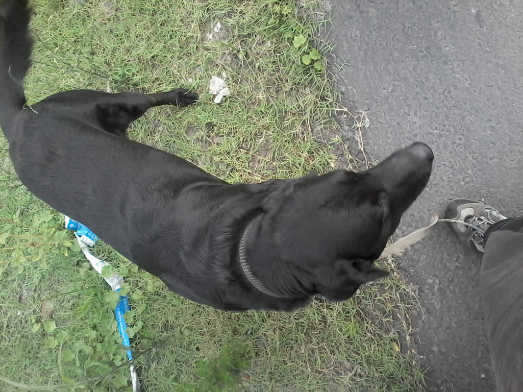 Labrador negro