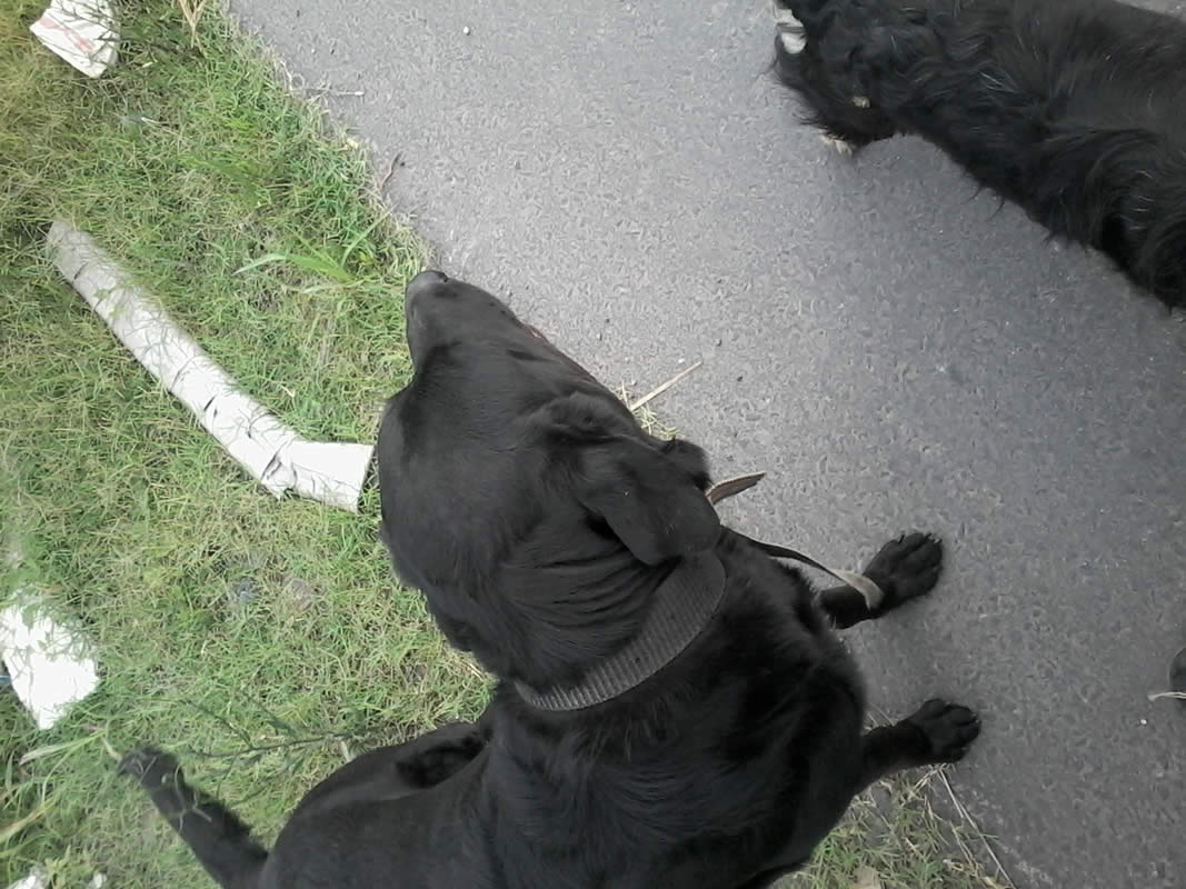 Labrador negro