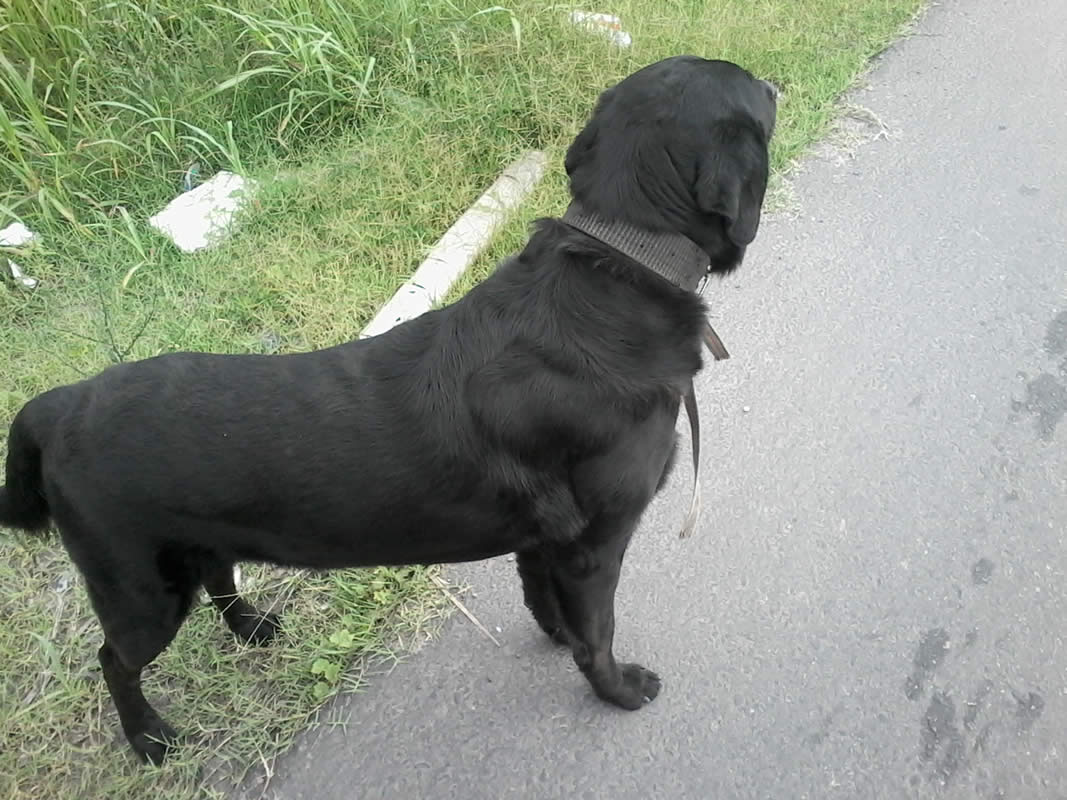 Labrador negro