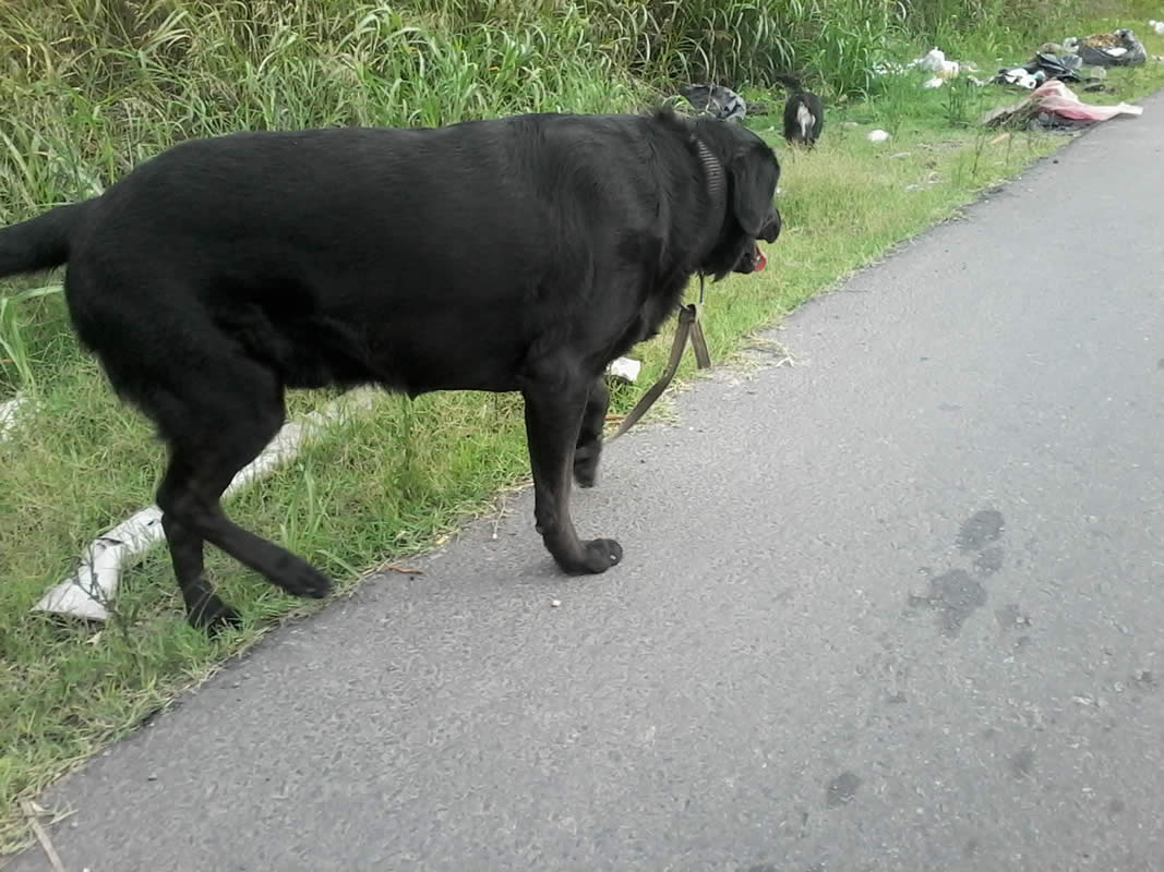 Labrador negro