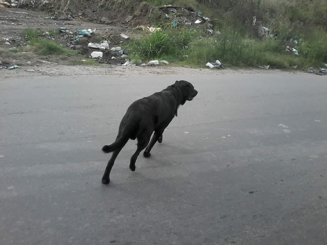 Labrador negro