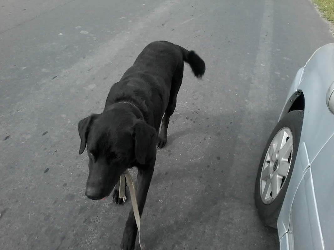 Labrador negro
