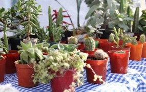 Hubo un stand de cactus y suculentas además de otras plantas y plantines