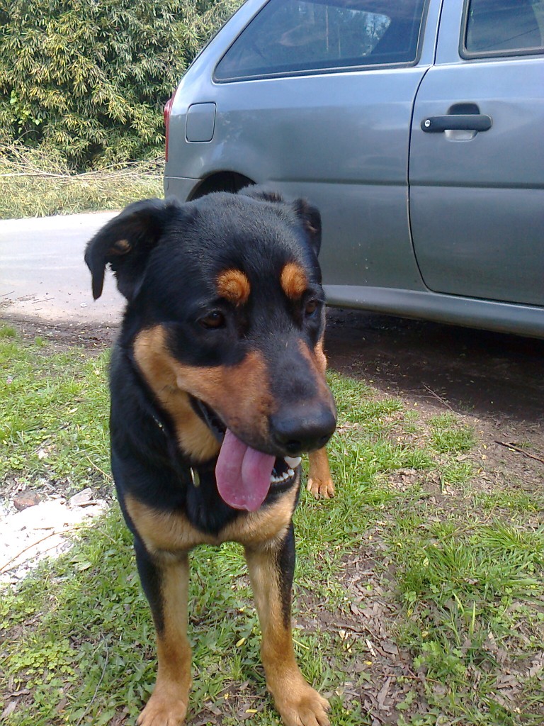 perro grande negro y marron - Municipalidad de San Miguel