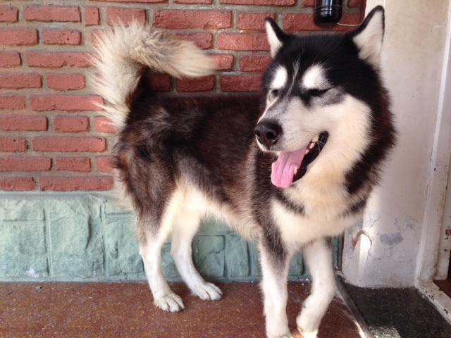 Alaskan o siberiano