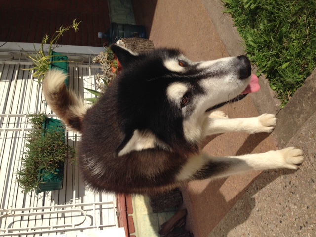 Alaskan o siberiano