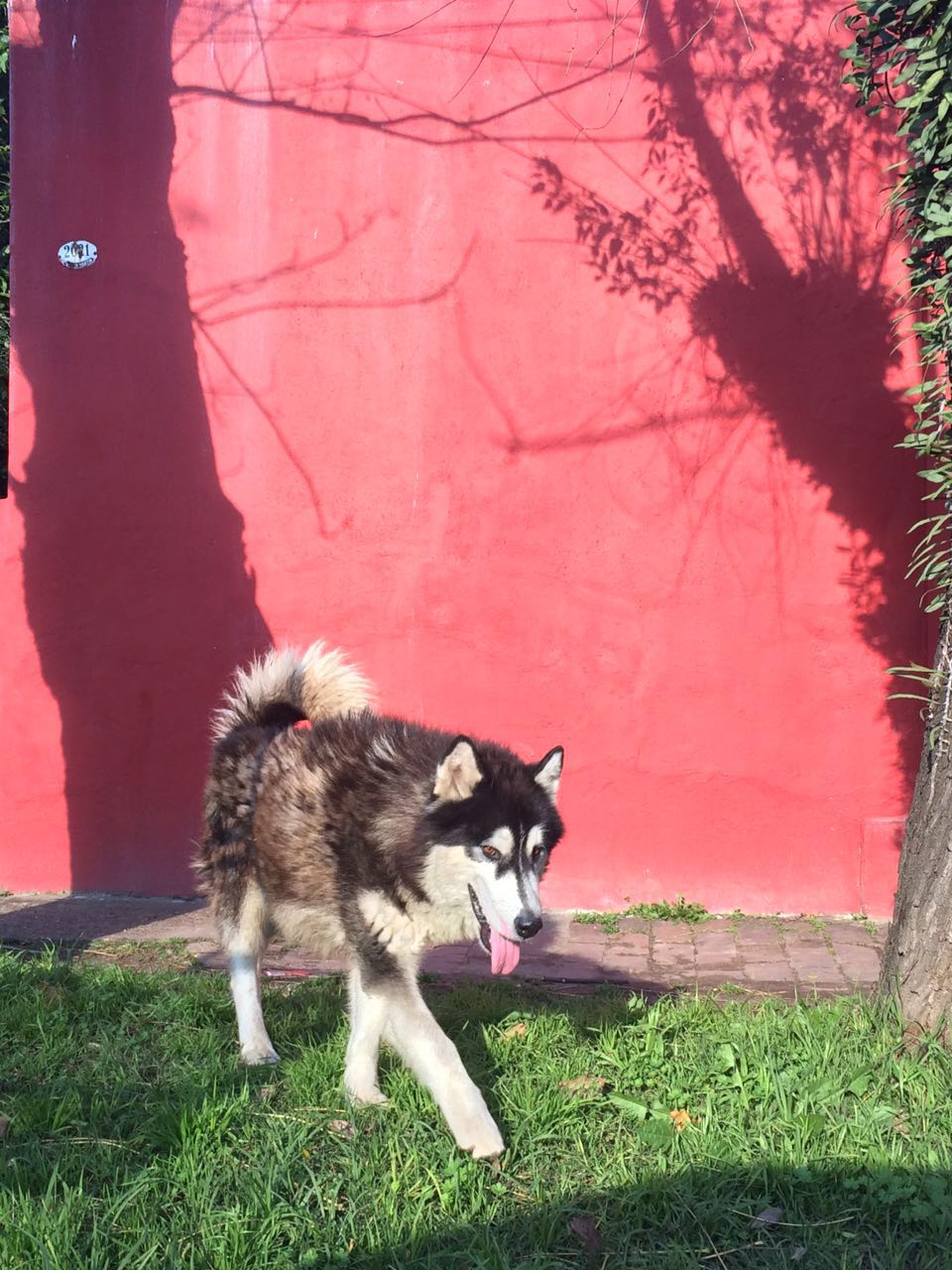 Alaskan o siberiano