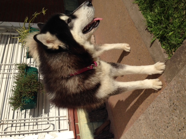 lobo4
