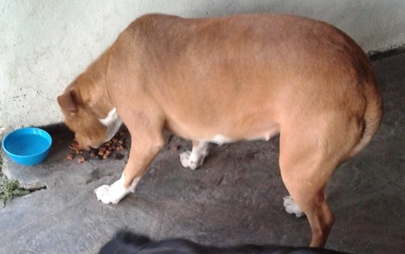 Pitbull