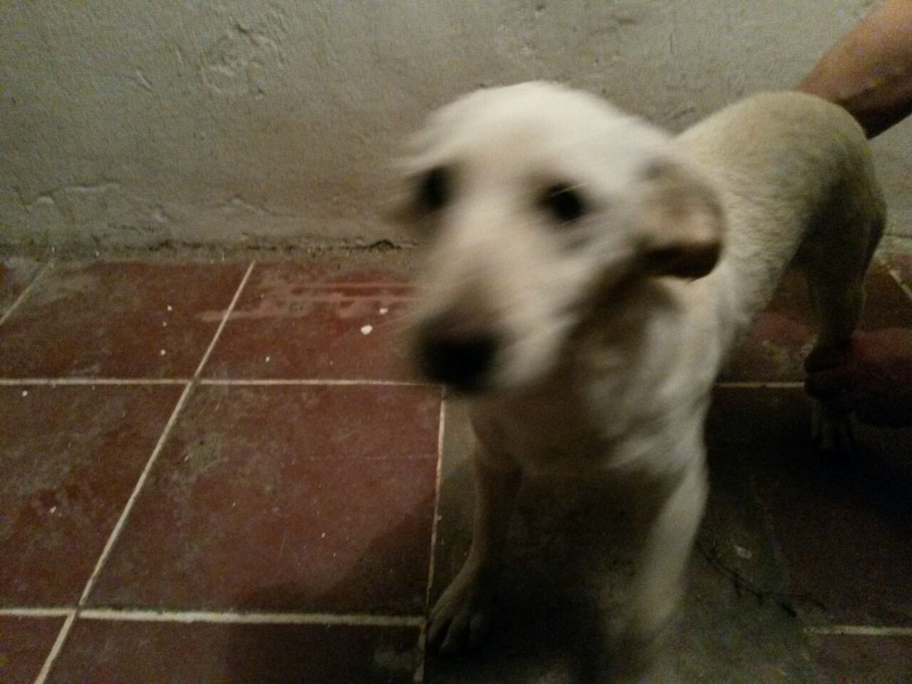 Desconozco el nombre – Cachorro Macho color blanco