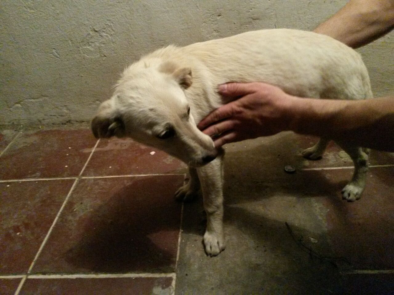 Desconozco el nombre – Cachorro Macho color blanco