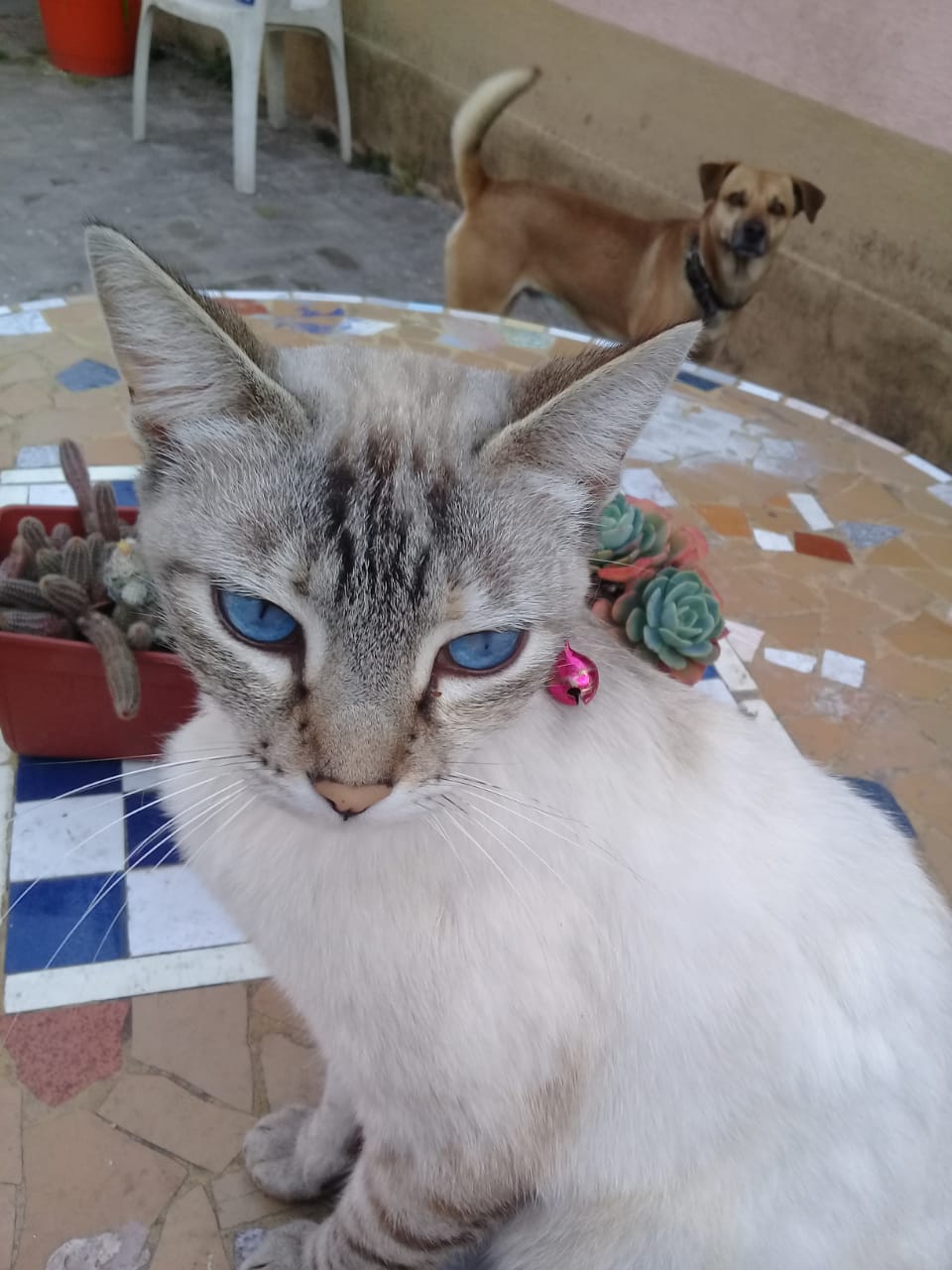 Se perdio Clarita o Giggy Gatita gris claro ojos celestes