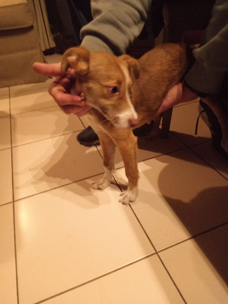Mezcla Basenji Rhodesian Ridgeback