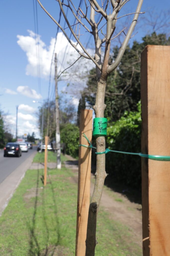 Plantan más de 1400 árboles nuevos en San Miguel