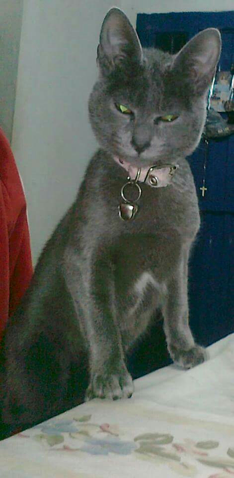 Shira