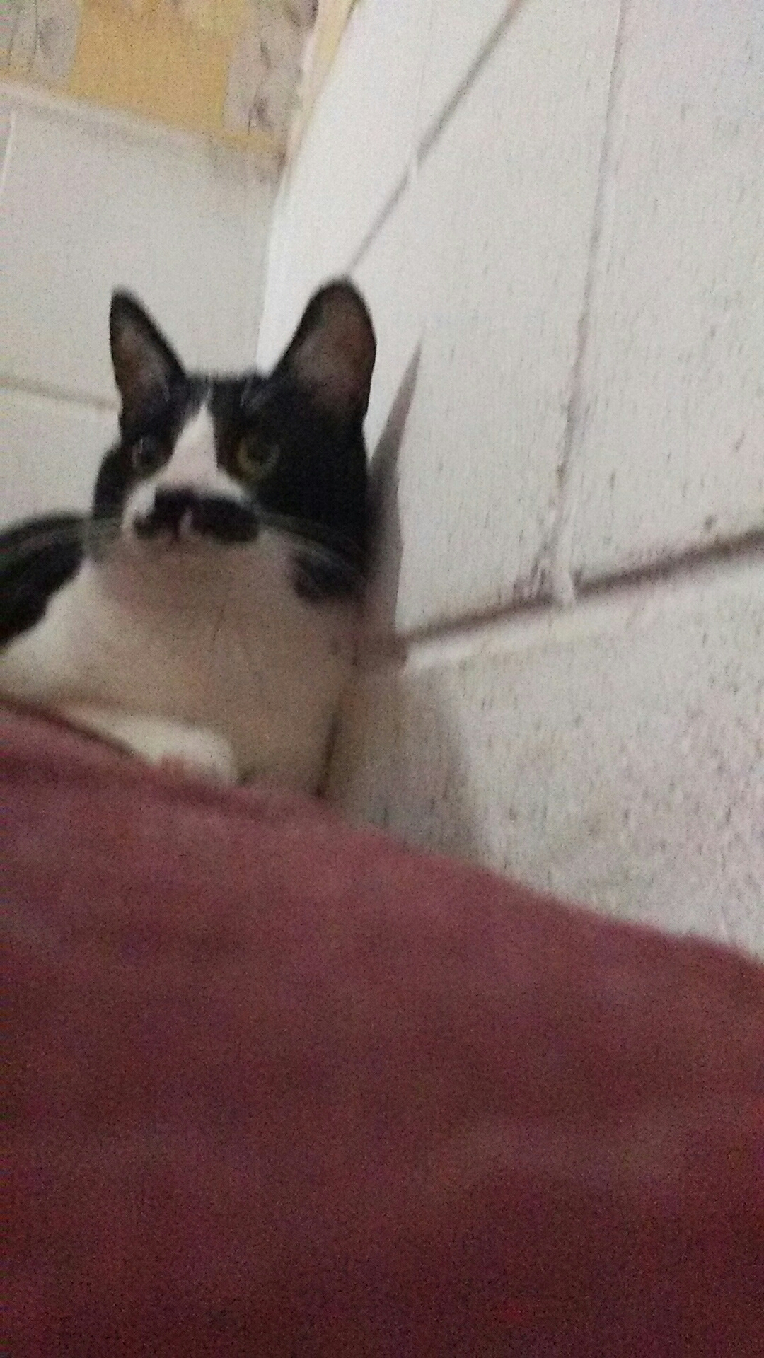 Adolfo