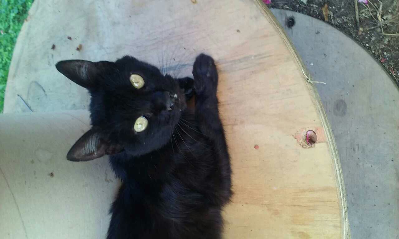 Gato negro